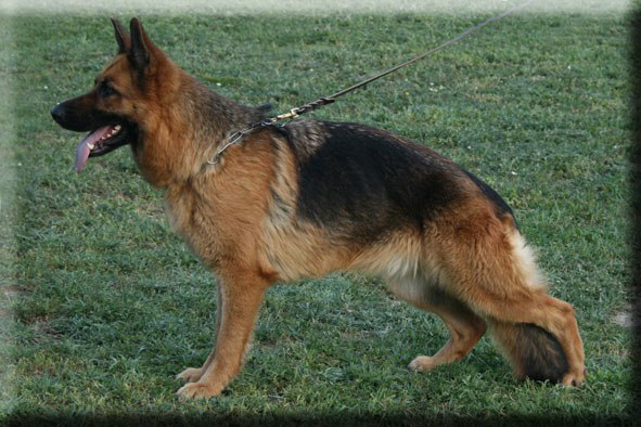 Tzara