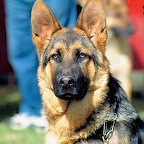 Seltik-3.jpg